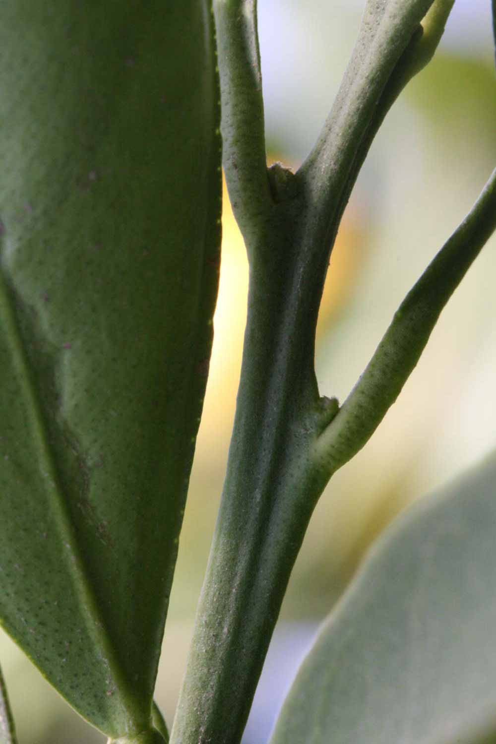              First year twig (Riverside, CA)       